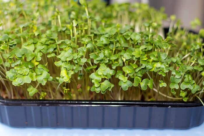 آموزش سبزه عید با تخم شربتی | این سبزه ۷ روزه آماده می شود