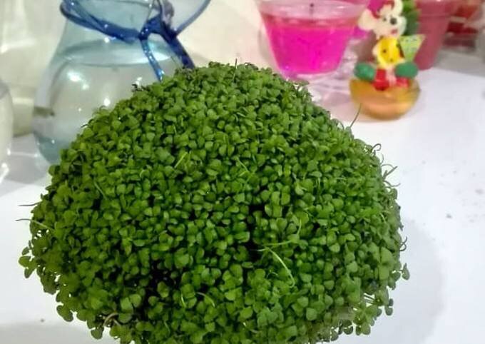 آموزش سبزه عید با تخم شربتی | این سبزه ۷ روزه آماده می شود