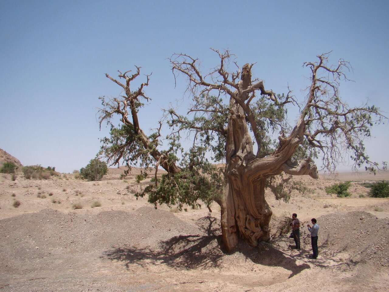 یادگاران سبز سرزمین کهن | درختان چهار گوشه ایران را بشناسیم