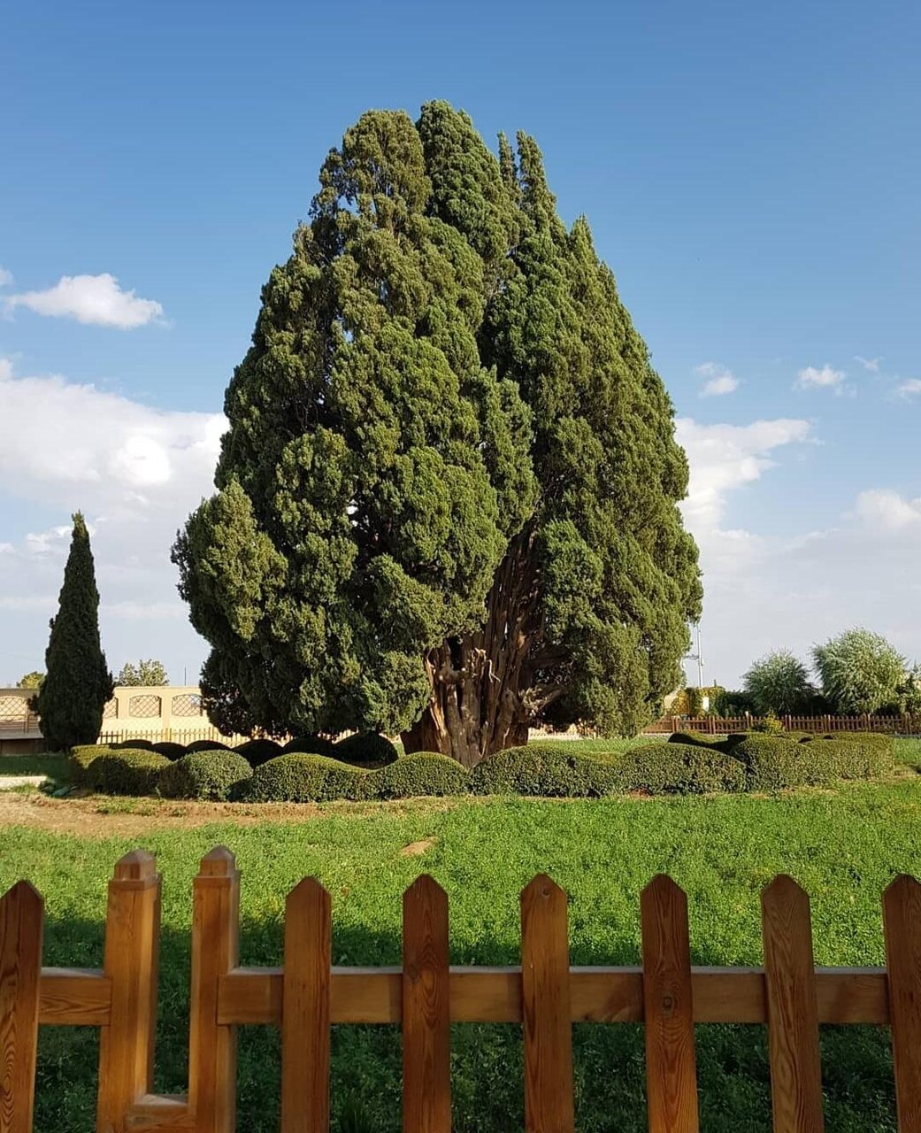 یادگاران سبز سرزمین کهن | درختان چهار گوشه ایران را بشناسیم