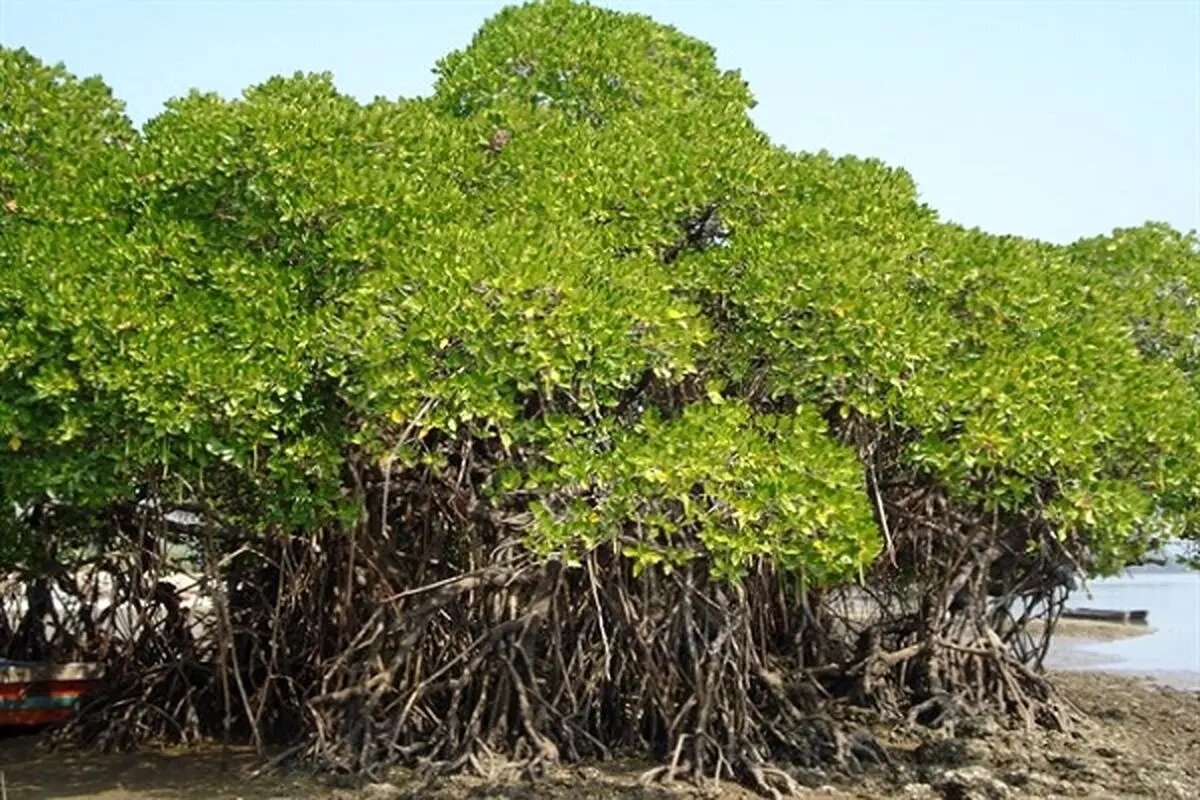 یادگاران سبز سرزمین کهن | درختان چهار گوشه ایران را بشناسیم