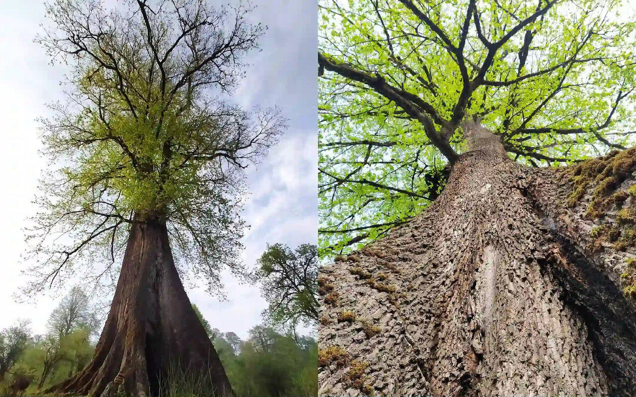 یادگاران سبز سرزمین کهن | درختان چهار گوشه ایران را بشناسیم
