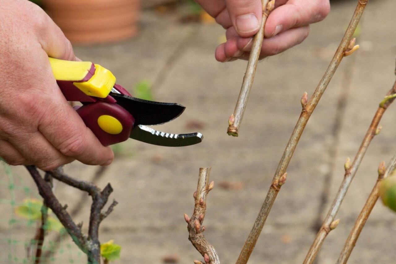 درختان و درختچه ها را چگونه تکثیر کنیم؟