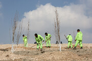 در ایران به فرهنگ سازی و درخت داری نیاز داریم، نه درختکاری