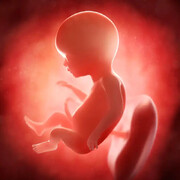 «مینی اندام‌هایی» که از سلول‌های مایع اطراف جنین ساخته می‌شوند
