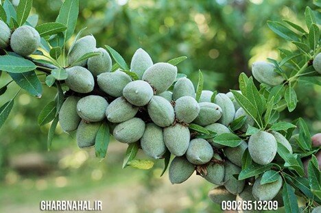 خرید نهال بادام با تخفیف؛ فقط 30 هزار تومان در فرصت محدود