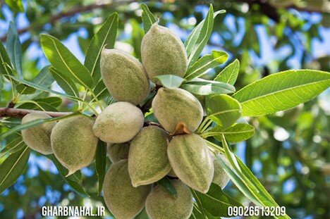 خرید نهال بادام با تخفیف؛ فقط 30 هزار تومان در فرصت محدود