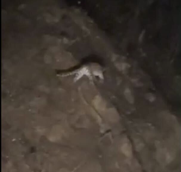 تصویر پلنگ ایرانی در تالش ثبت شد | عکس