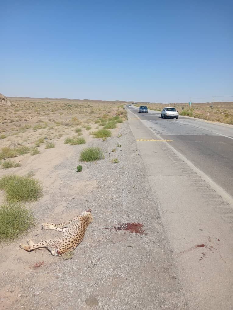 جاده را برای یوزها امن می کنیم