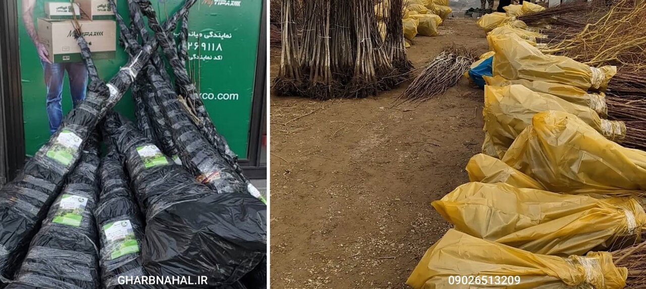 خرید نهال لیبل دار فقط 30 هزار تومان در غرب نهال