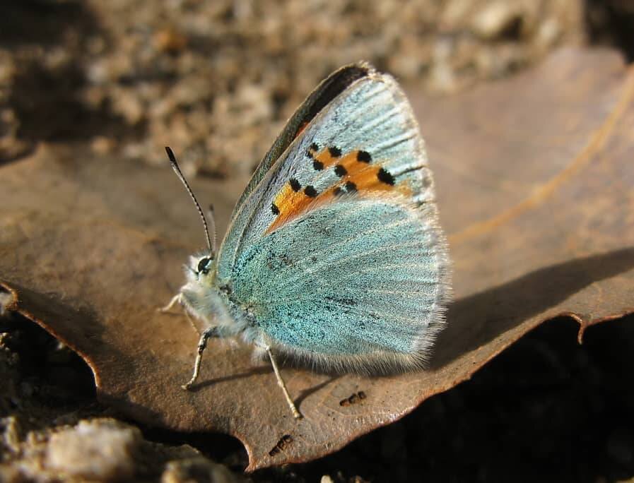 پروانه شناسی که ۲۵ گونه پروانه را کشف و نامگذاری کرده است | پروانه ها زود میمیرند