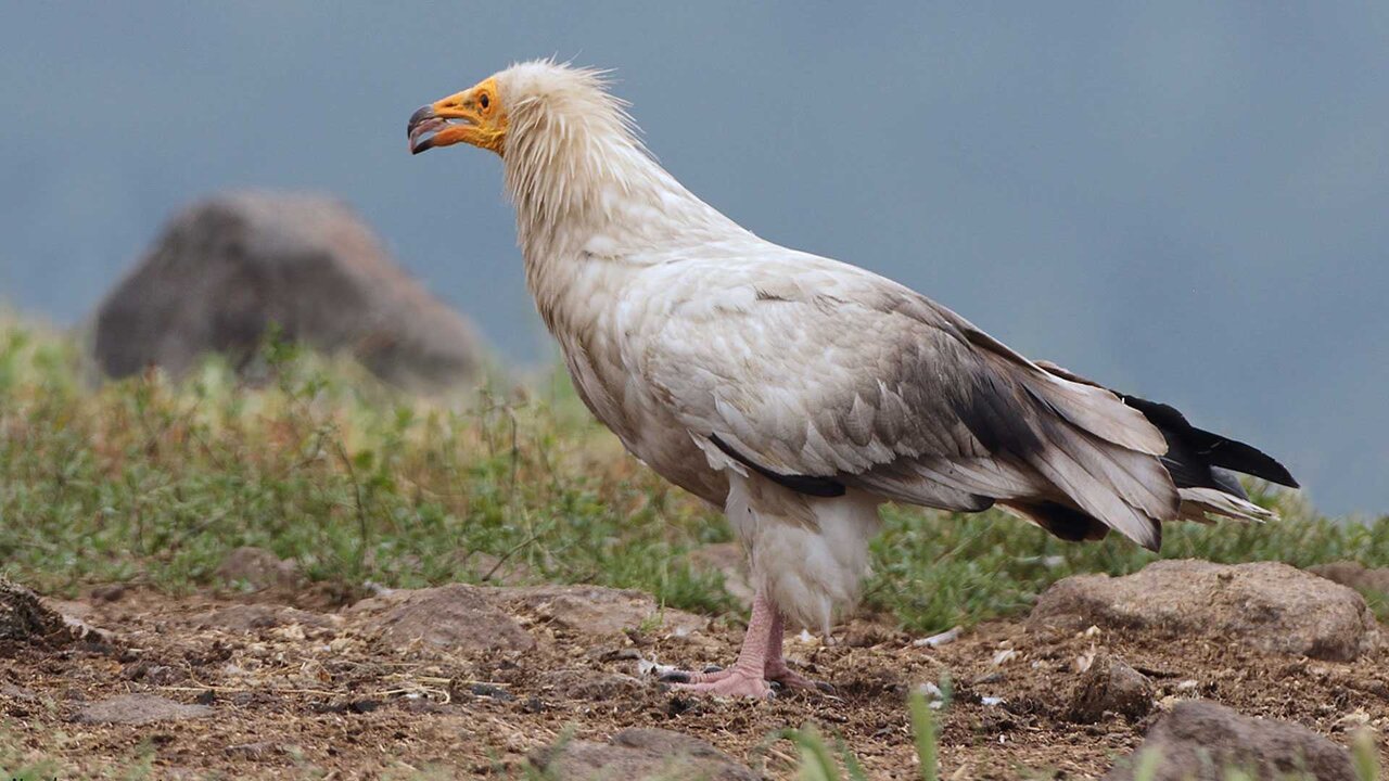 از دیدن این حیوانات در مترو تهران تعجب نکنید