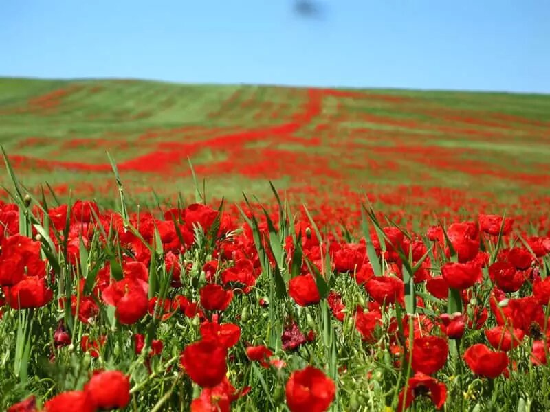 اینجا بهشت سرسبز خوزستان است | دشت سوسن بهشت خوزستان