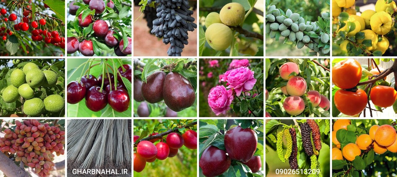 خرید نهال لیبلدار میوه و بادام، فقط ۳۰ هزار تومان