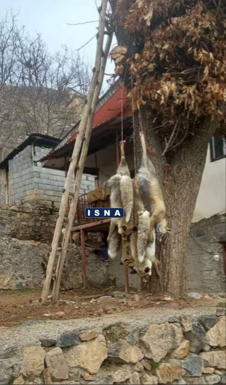(عکس ۱۶+) تصویری تلخ از حلقآویز کردن ۴ روباه در مرزنآباد | واکنش فوری یک مقام قضایی به این تصویر فراگیر