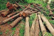 جزئیات ورود قوه قضائیه به ماجرای قطع درختان جنگلی + فیلم