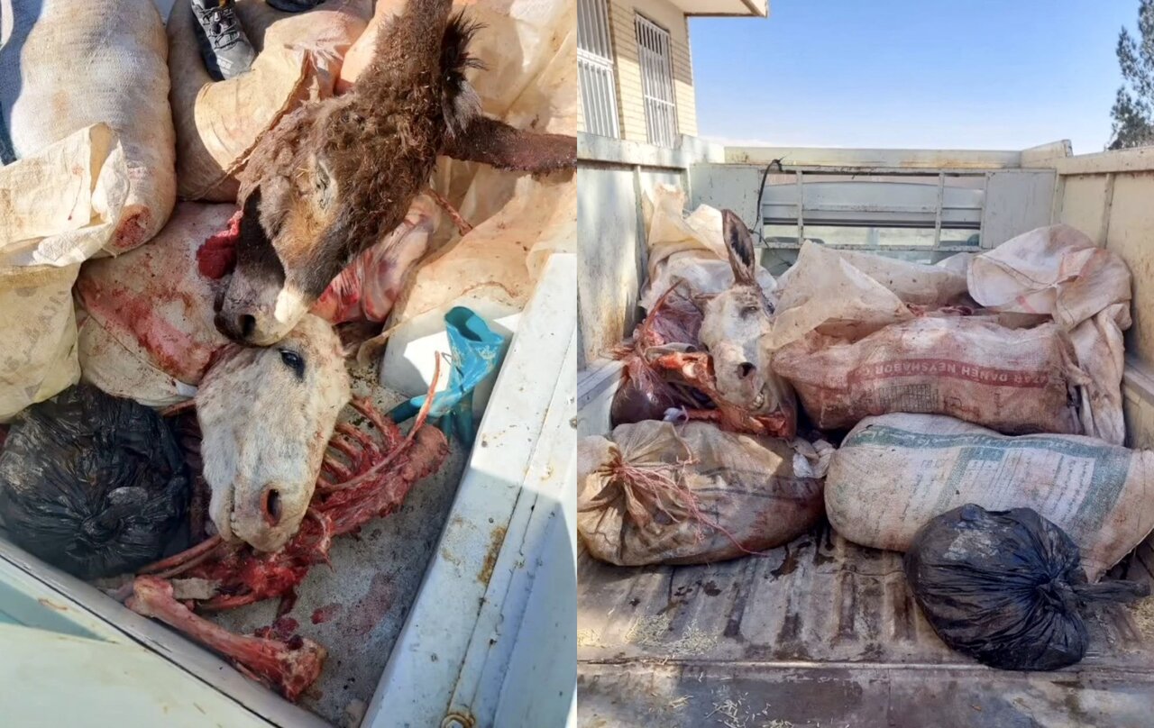 عکس | لحظه کشف گوشت خر در جاده مشهد