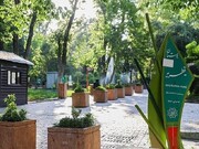 رئیس سازمان حفاظت از محیط زیست: هیچ درختی در پارک قیطریه قطع نشده است