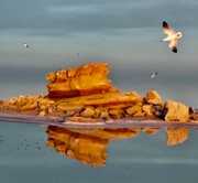 یک جزیره دیگر دریاچه ارومیه را آب محاصره کرد + فیلم | پس از ۵ سال آب به کلاه پدربزرگ رسید