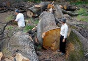 ماجرای قطع ۴ هزار درخت در مازندران چیست؟