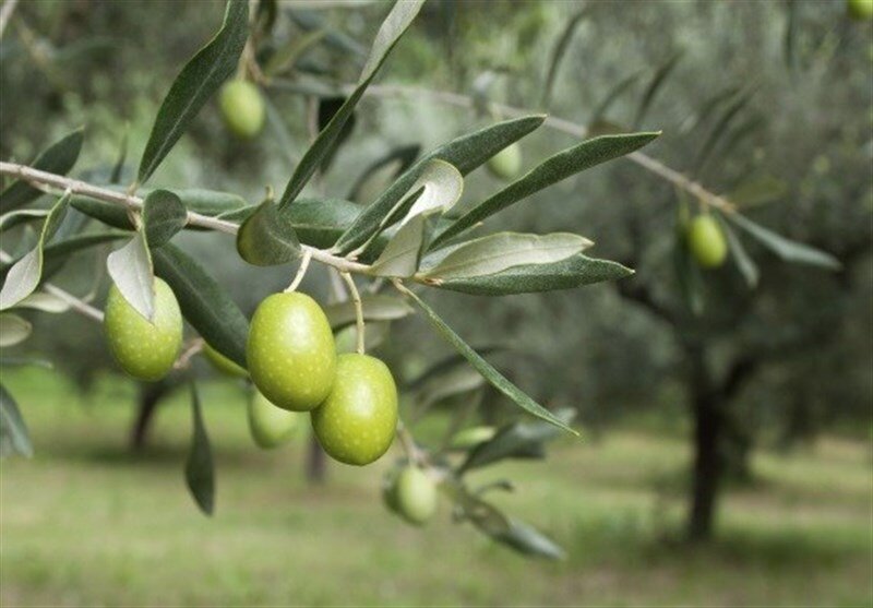 مناسبتهای جدید در سال نو | تقویم فارسی، خوشمزه می شود