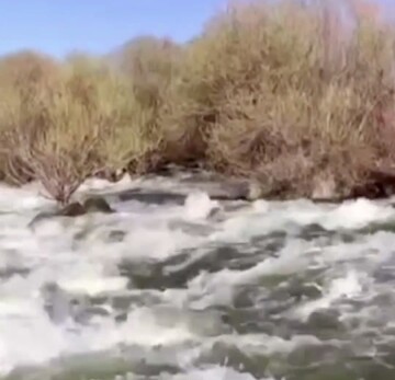 خروش زرینه رود به سوی دریاچه ارومیه + فیلم