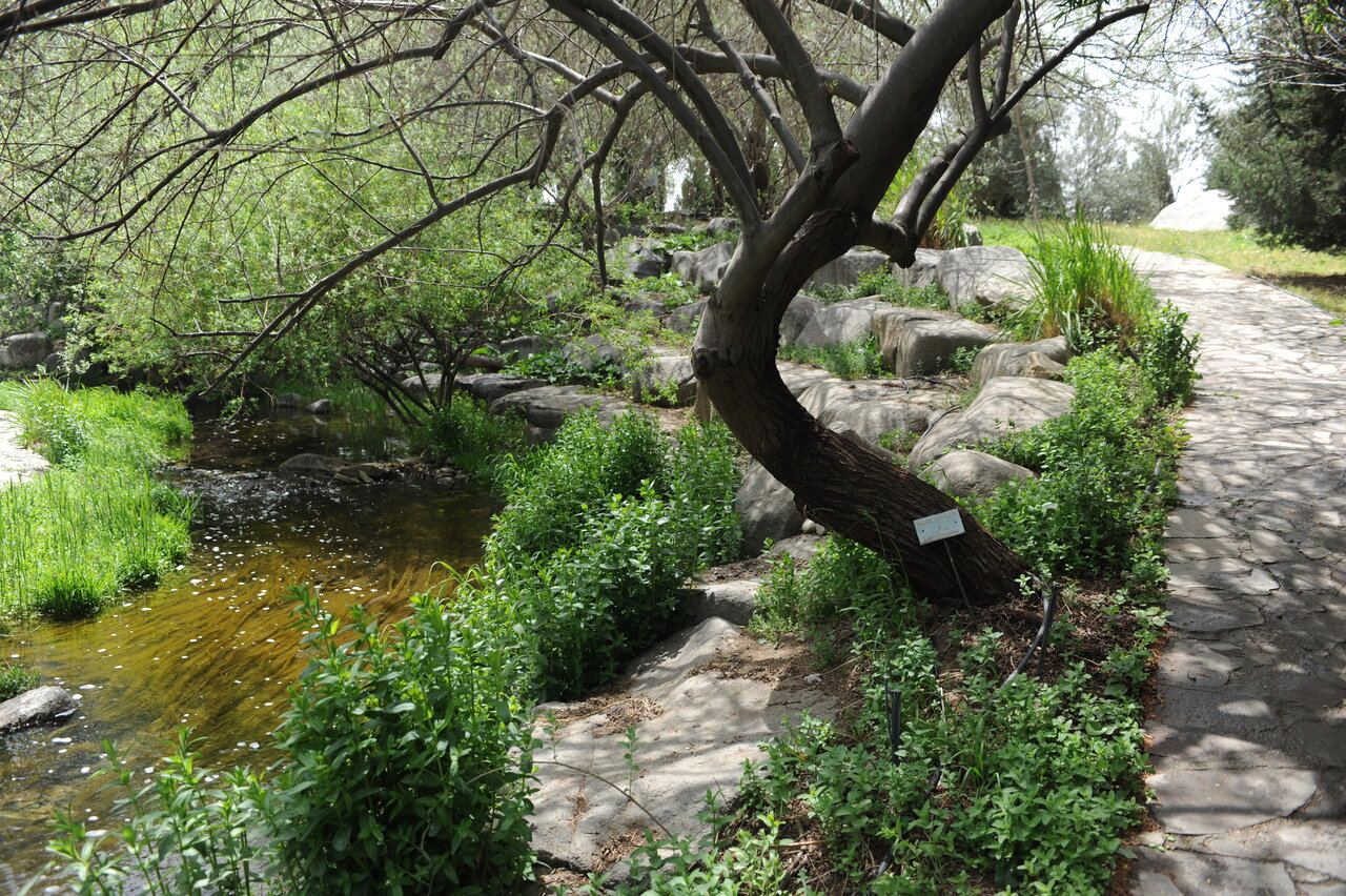 گردش در میان گیاهان دارویی