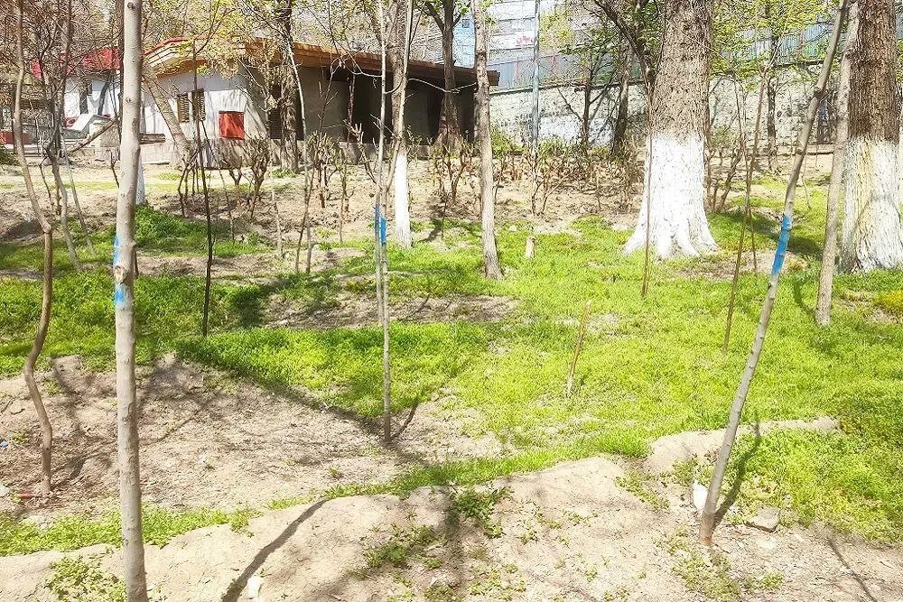 به این درخت ها دست نزنید | تصاویر