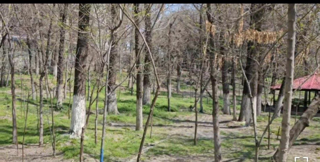 به این درخت ها دست نزنید | تصاویر