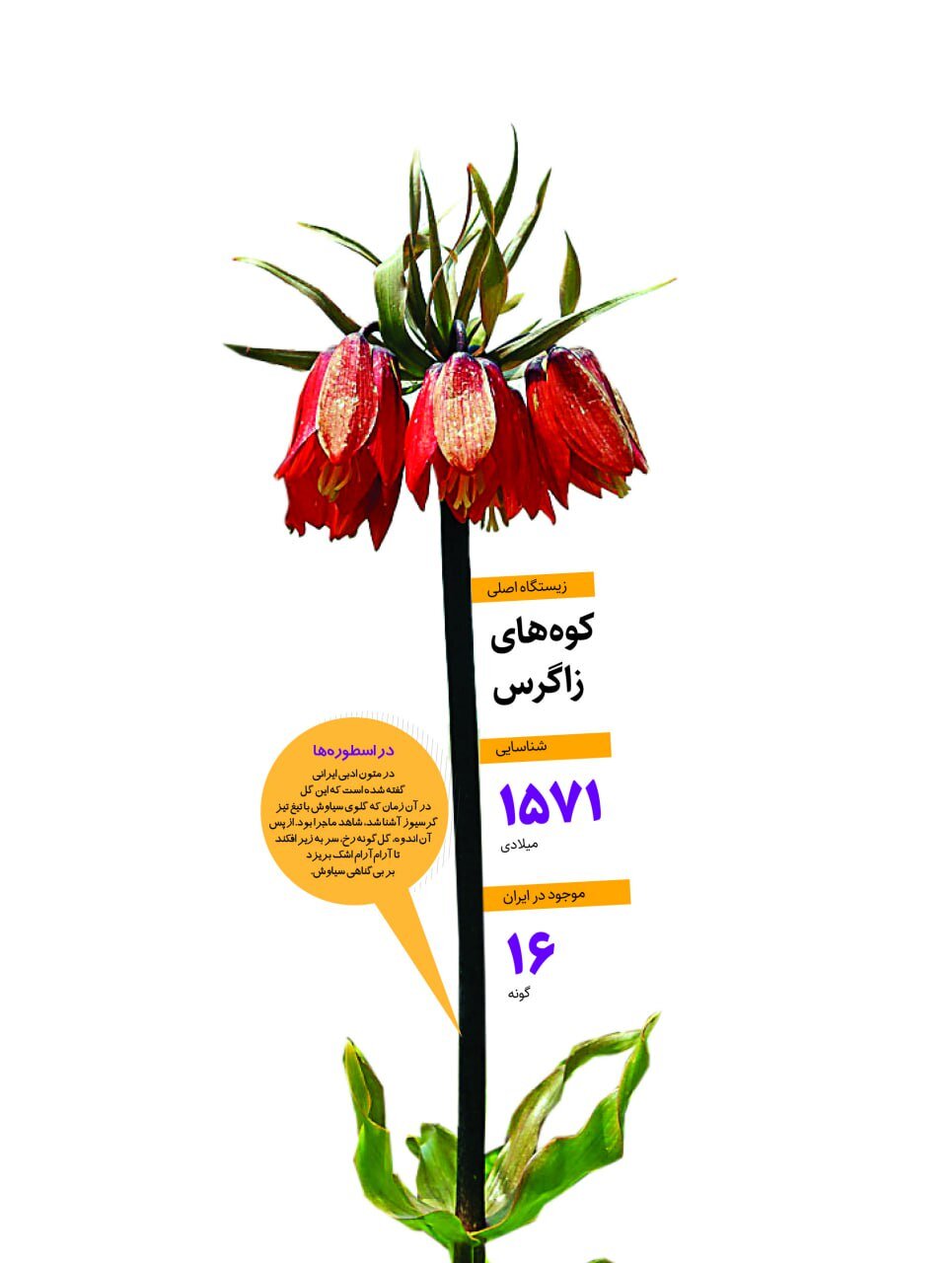 این روستاها میزبان سر به زیرترین گل ایران هستند | پیشنهادهایی برای سفرهای اردیبهشتی