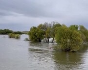 خروش زرینه رود به سمت دریاچه ارومیه + فیلم | آب تنه درختان اطراف رودخانه را هم گرفت