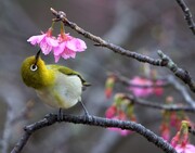 تقویم فروردین ۱۴۰۵ ؛ سیزده بدر ۱۴۰۵ چند شنبه است ؟