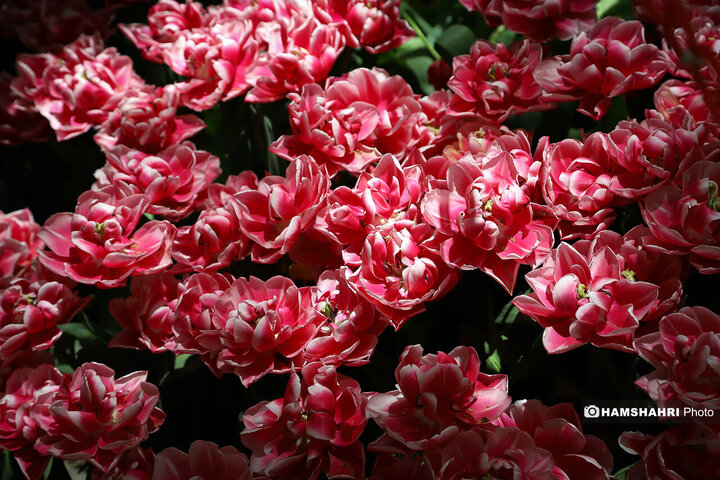 ببینید گل های زیبا و رنگارنگ لاله های باغ ایرانی