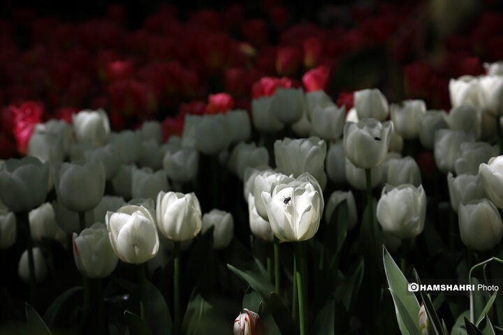 ببینید گل های زیبا و رنگارنگ لاله های باغ ایرانی