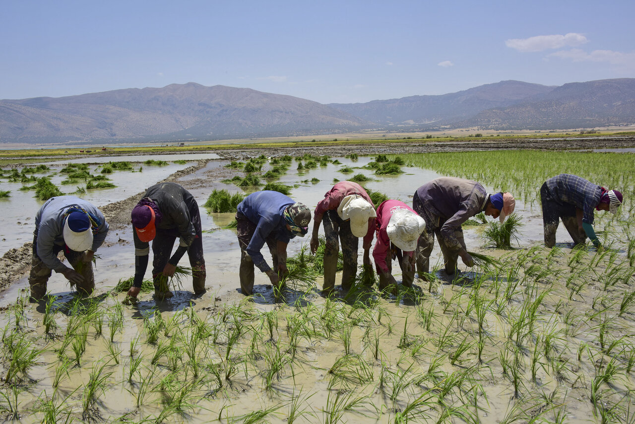 از ایلِجار چه می دانید؟ یک همدلی برای نشاکاری