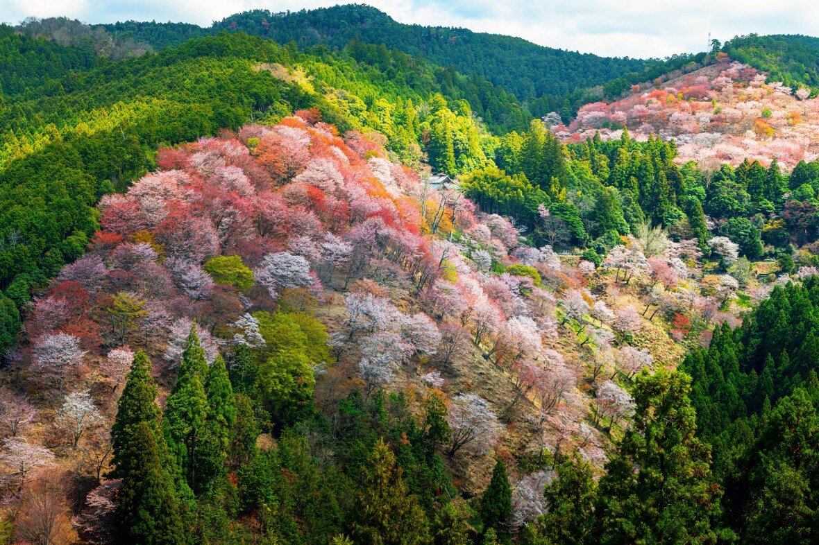 تصاویری از زیباترین درختان بهاری | عکس