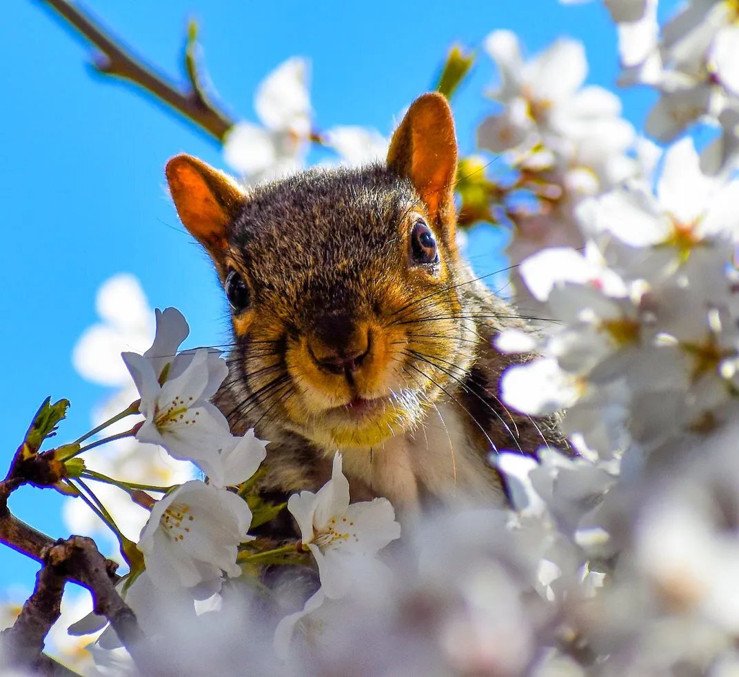تصاویری از زیباترین درختان بهاری | عکس
