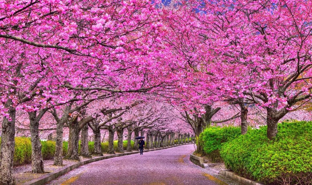 تصاویری از زیباترین درختان بهاری | عکس