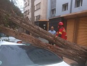 لحظه سقوط درخت روی خودرو + تصاویر | سقف پژو پارس له شد