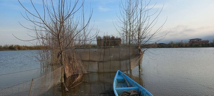 عاشق ترین درنای دنیا در مازندران خانه دار شد! | عکس و فیلم