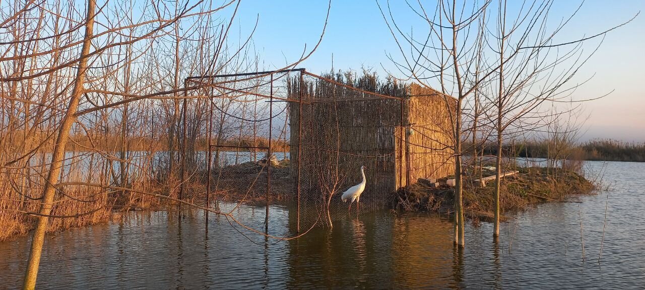 عاشق ترین درنای دنیا در مازندران خانه دار شد! | عکس و فیلم