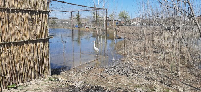 عاشق ترین درنای دنیا در مازندران خانه دار شد! | عکس و فیلم