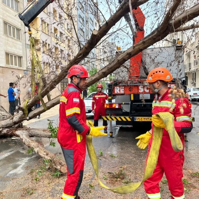 لحظه سقوط درخت روی خودرو + تصاویر | سقف پژو پارس له شد