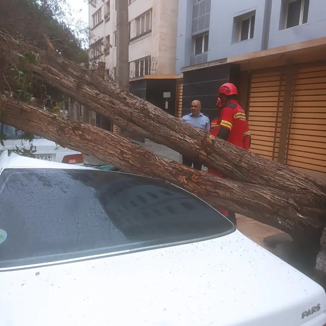 لحظه سقوط درخت روی خودرو + تصاویر | سقف پژو پارس له شد