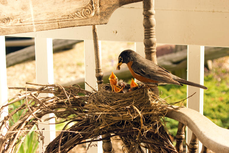 چطور مراقب همسایه های بالدارمان باشیم؟