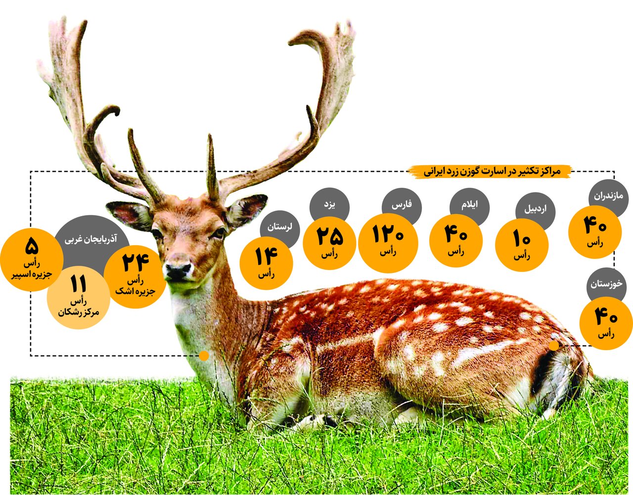 بازگشت «گوزن زرد» از لبه انقراض