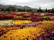 شهری که به هلند ایران معروف است ؛ این شهرها به گل هایشان معروفند