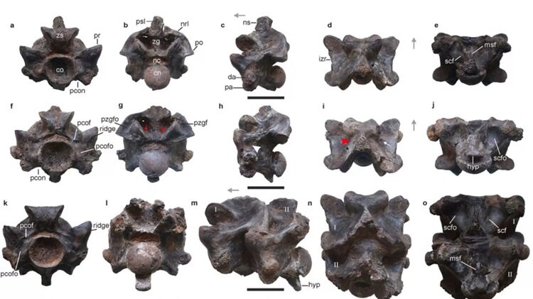 این مار باستانی اندازه اتوبوس بوده است!