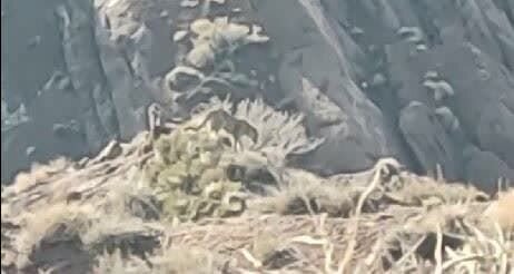 هشدار به شکارچیان؛ از این منطقه خارج شوید