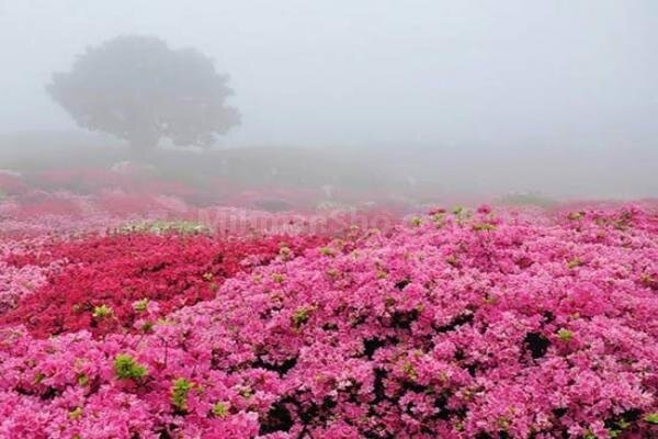 سفر در بهشت اردیبهشت | پیشنهادهایی برای سفر به رویاییترین شهرهای ایران در زیباترین ماه سال